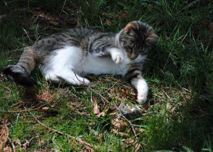 Leefomgeving verbeteren voor muis