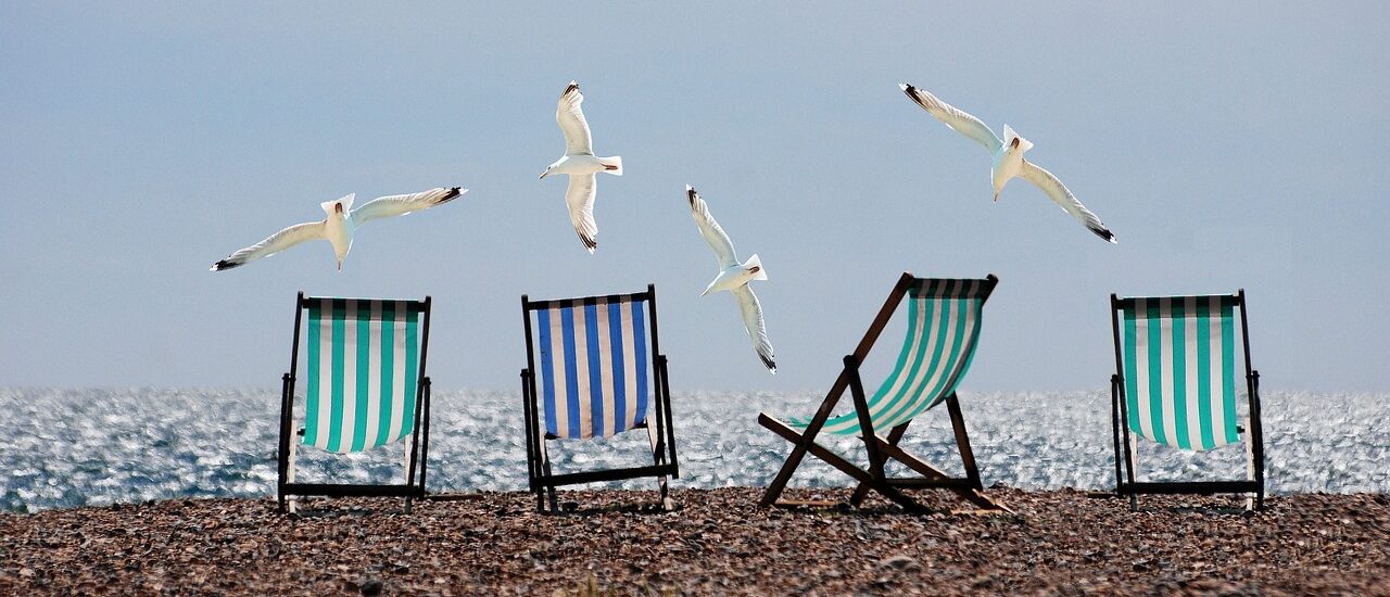 Vakantietips voor valkparkiet