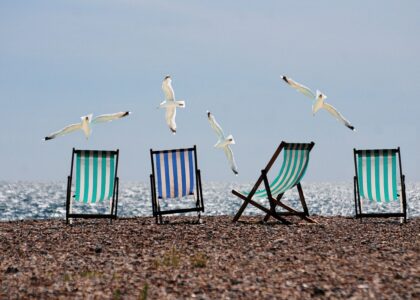 Vakantietips voor valkparkiet