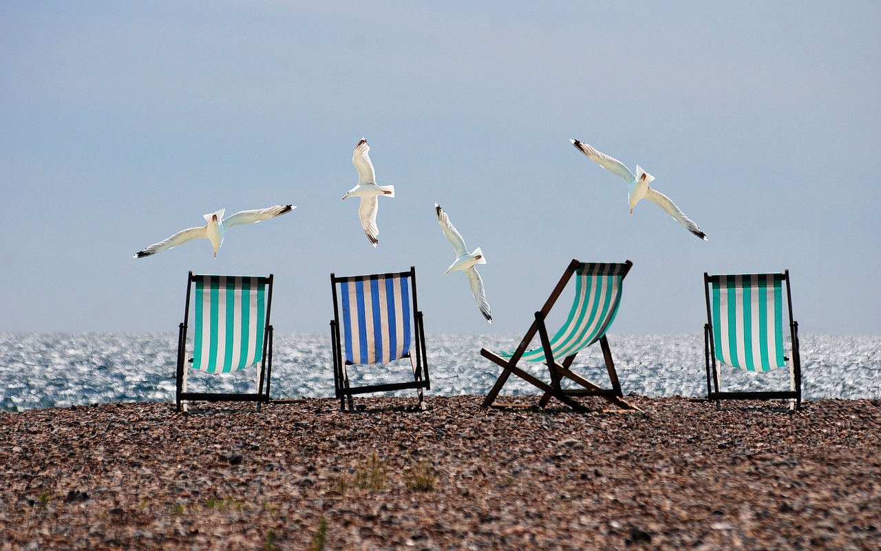 Vakantietips voor valkparkiet