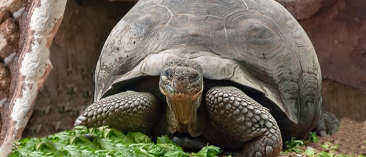 Gedrag voor schildpad