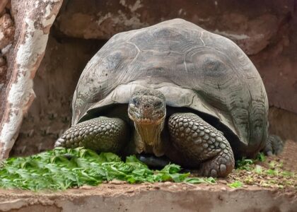 Gedrag voor schildpad