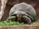 Gedrag voor schildpad