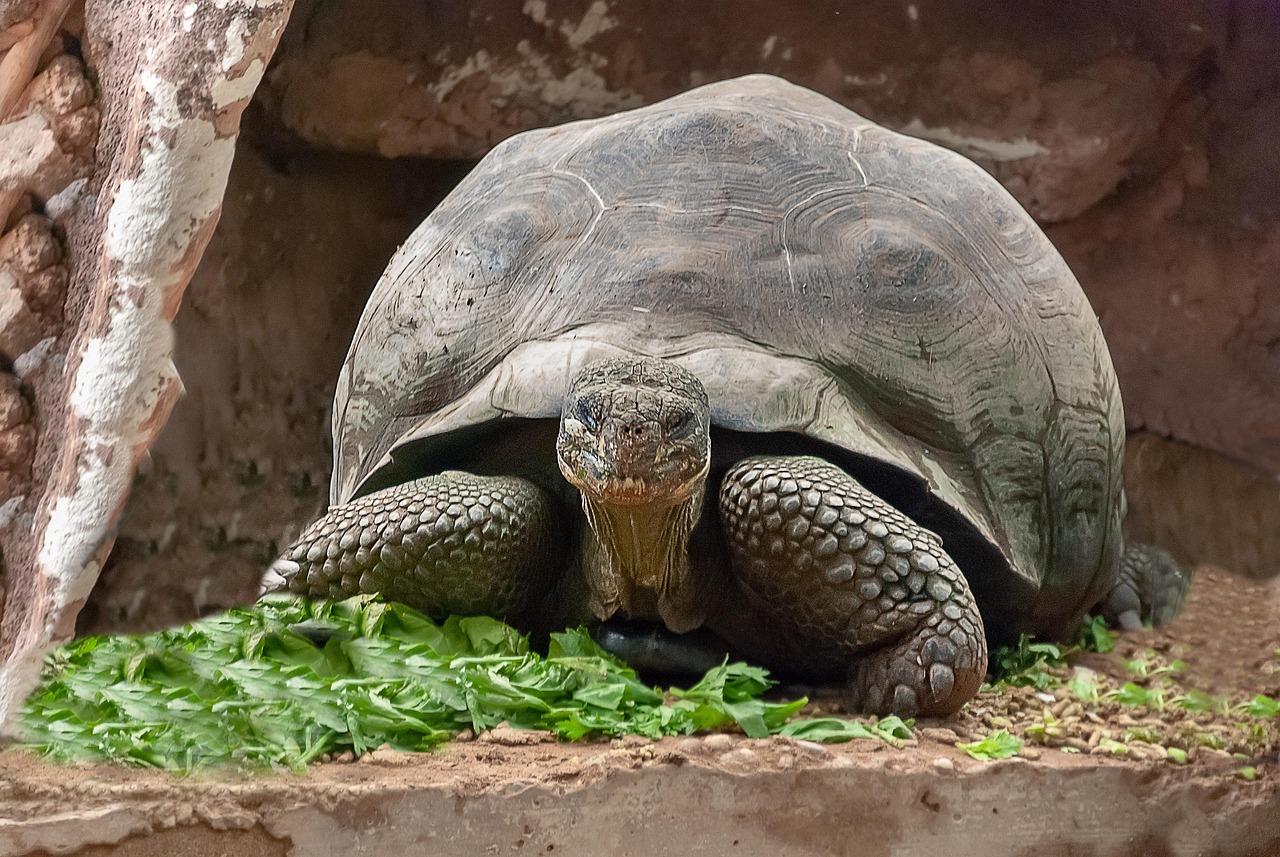 Gedrag voor schildpad