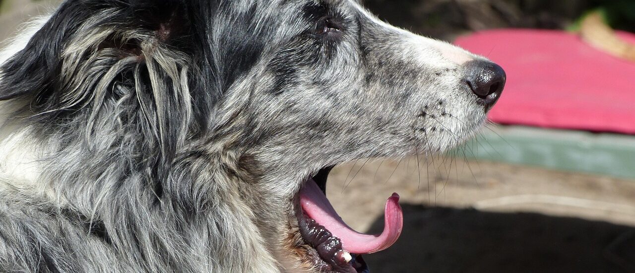 Probleemoplossing voor bordercollie