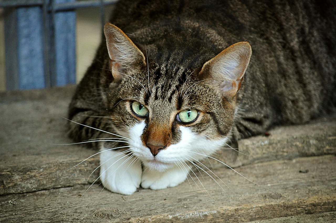 Dagelijkse routine voor kat