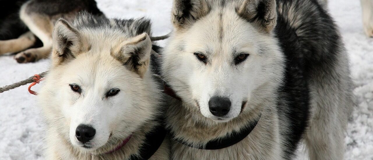 Vakantietips voor husky