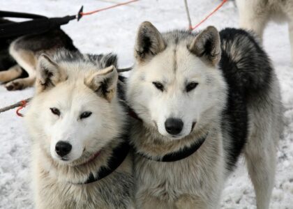 Vakantietips voor husky