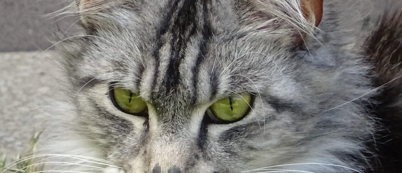 Beginnersgids voor maine coon