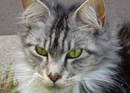 Beginnersgids voor maine coon