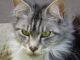 Beginnersgids voor maine coon