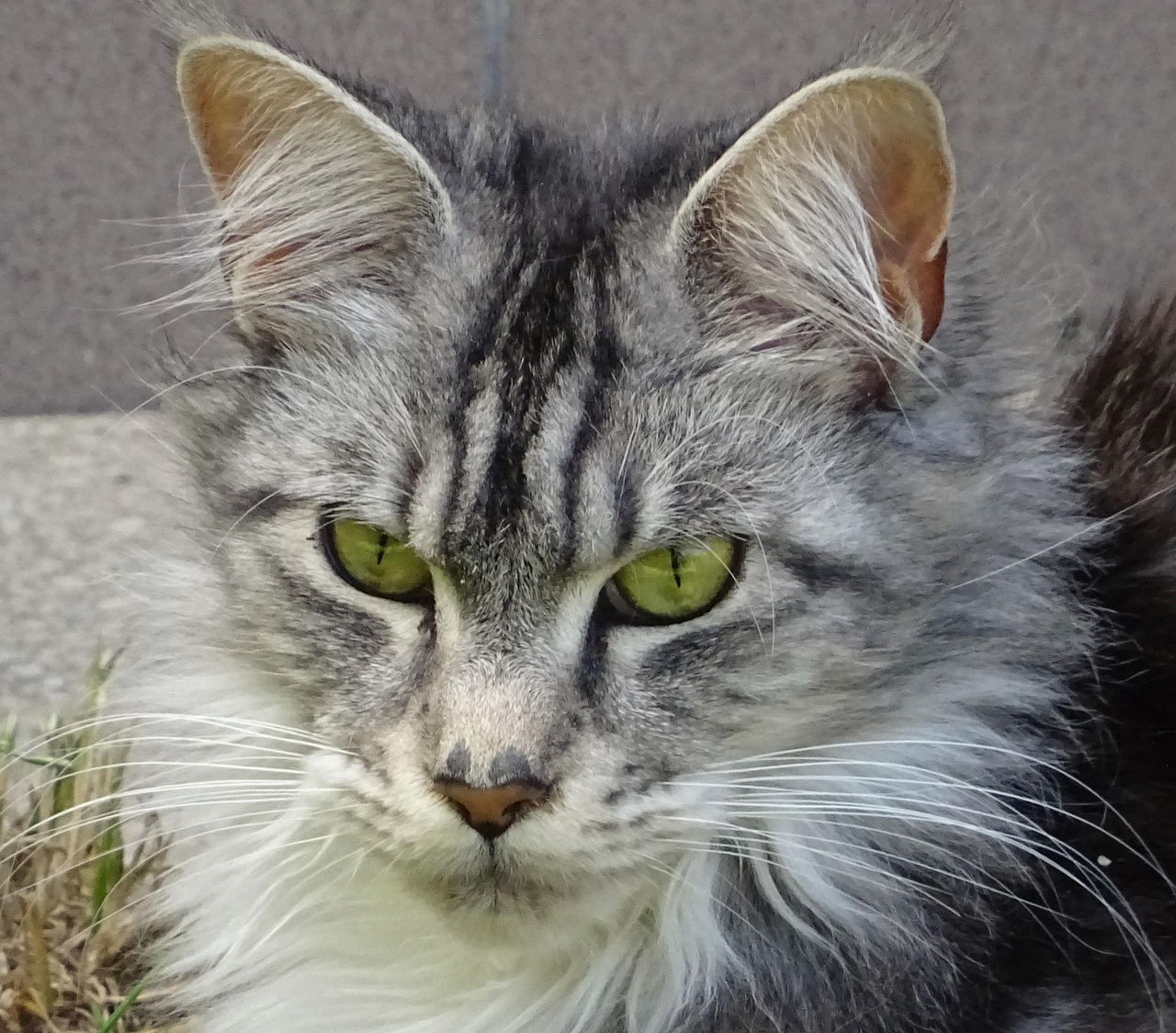 Beginnersgids voor maine coon