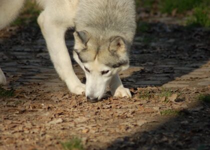 Lange-termijn zorg voor husky