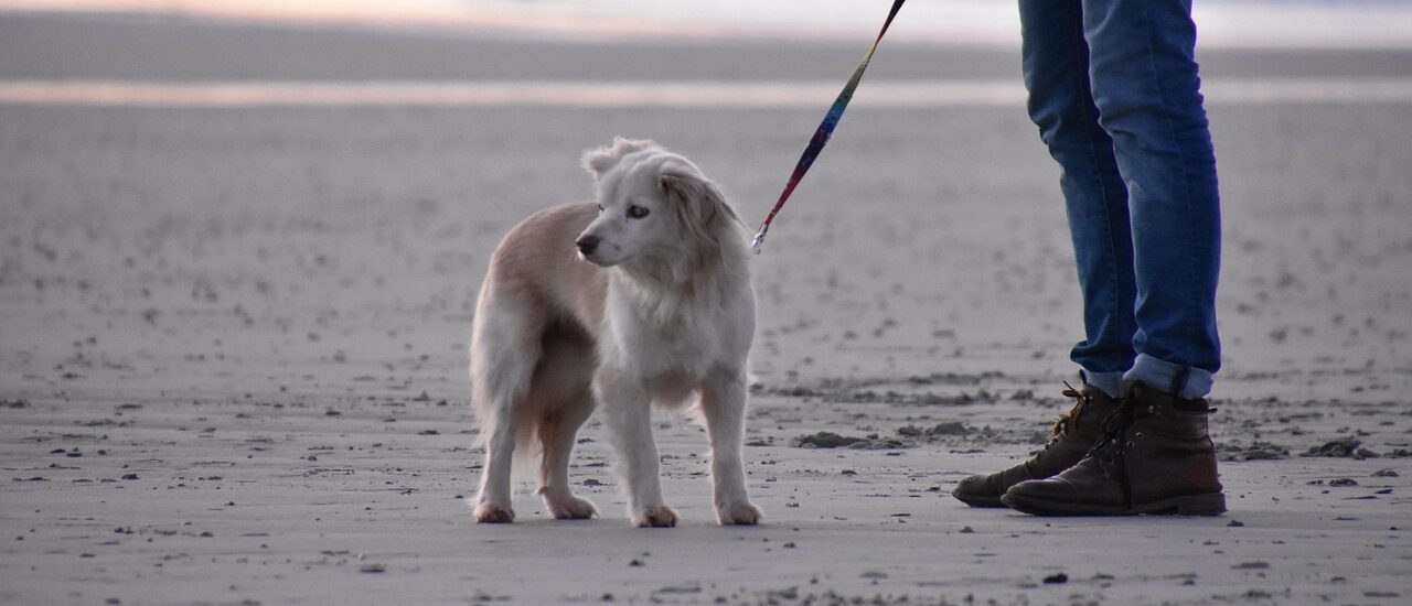 Speeltips voor bordercollie