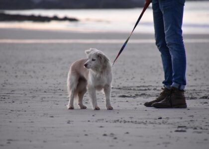 Speeltips voor bordercollie
