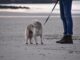 Speeltips voor bordercollie