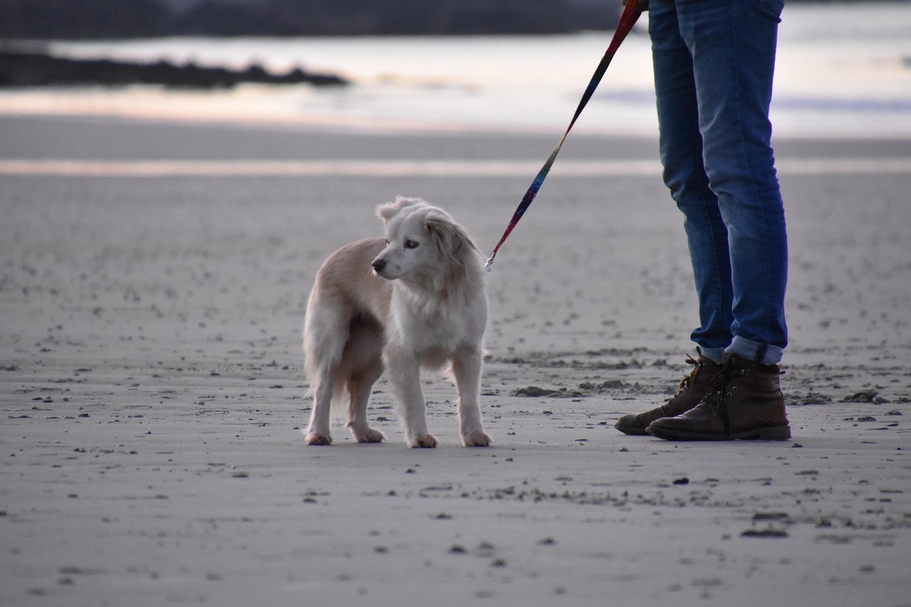 Speeltips voor bordercollie