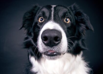 Veelgemaakte fouten voor bordercollie