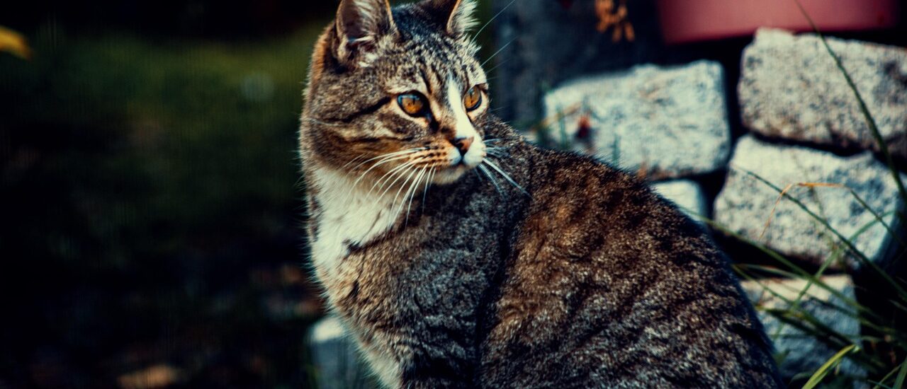 Beginnersgids voor kat