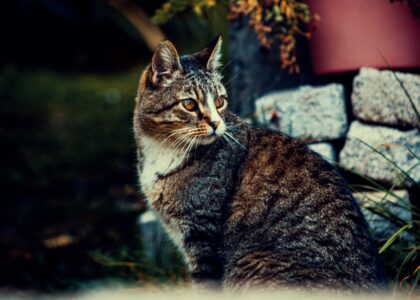 Beginnersgids voor kat