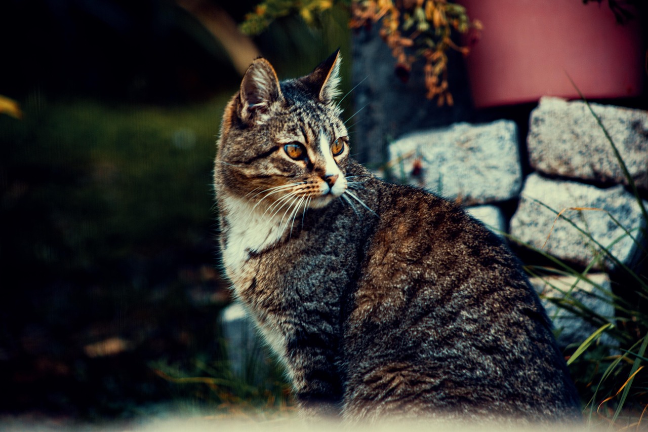 Beginnersgids voor kat