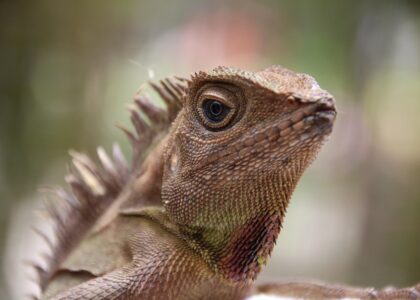 Wintertips voor gekko