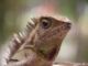 Wintertips voor gekko