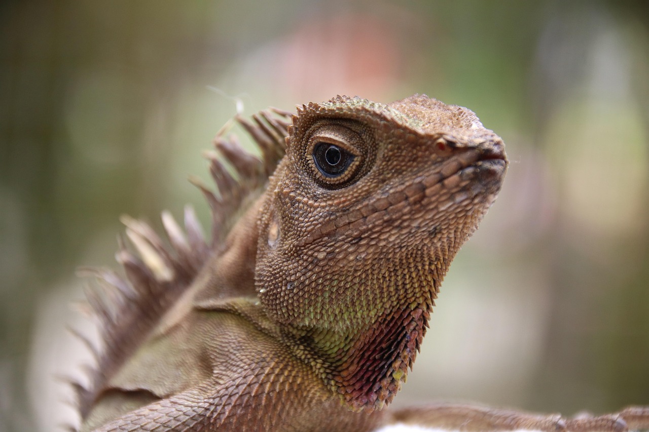 Wintertips voor gekko